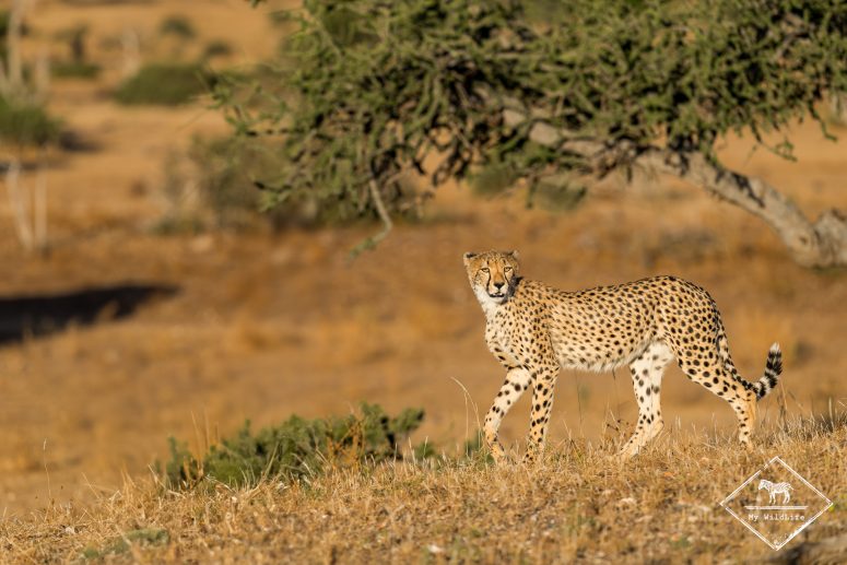 Guépard, Mashatu Game reserve
