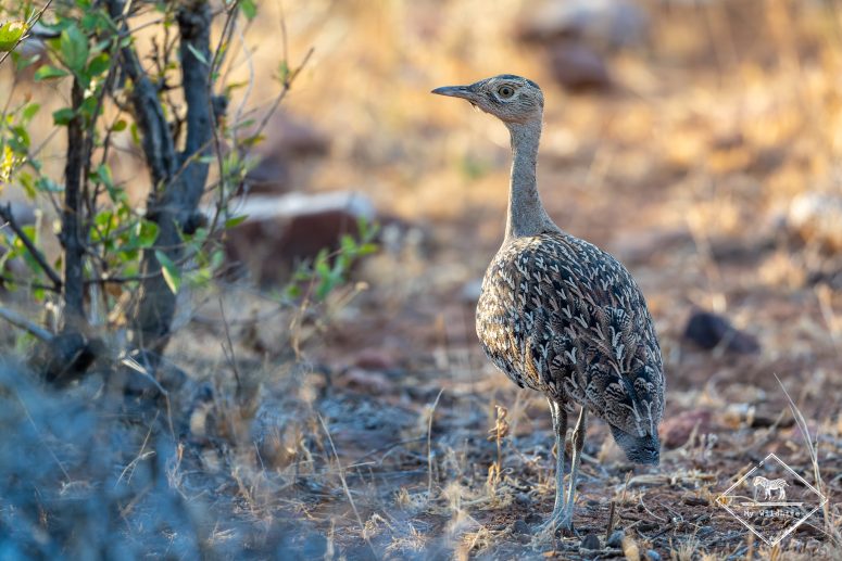 Outarde houpette, Mashatu Game Reserve