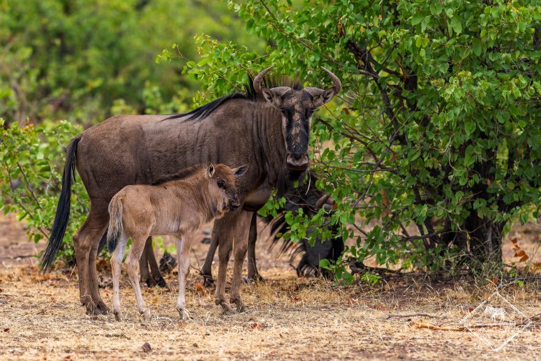 Gnou, Mashatu Game Reserve