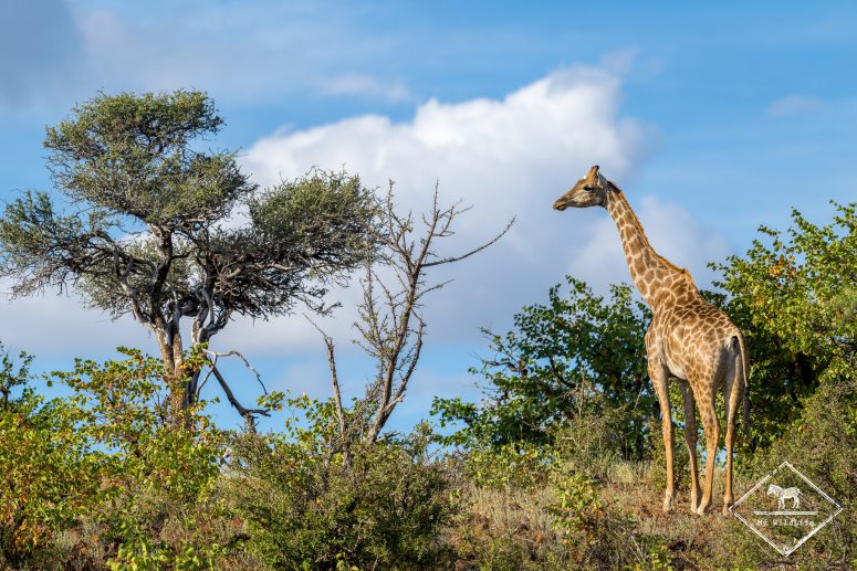 Girafe, Mashatu Game Reserve