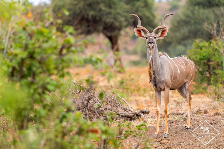 Grand koudou, Mashatu Game Reserve
