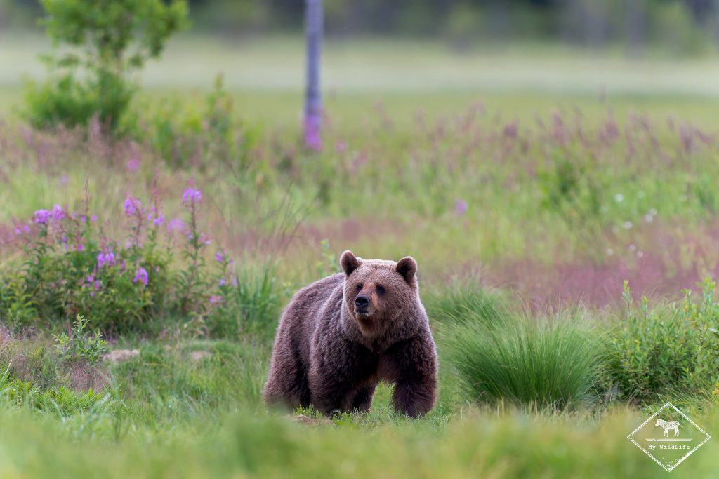 Ours brun, Finlande