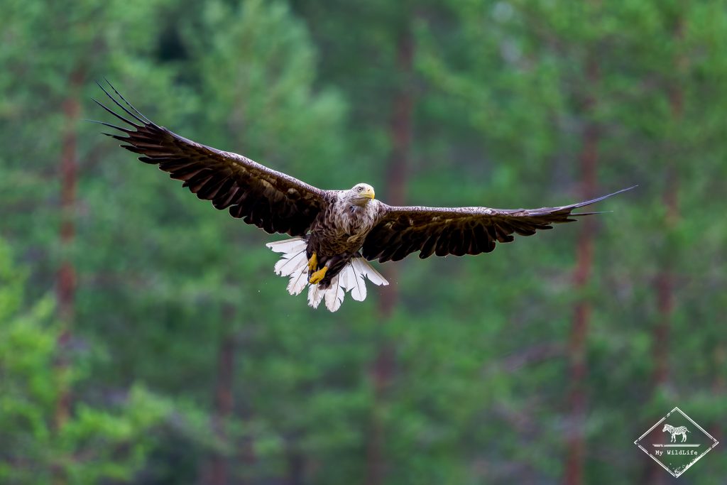 Pygargue à queue blanche, Finlande
