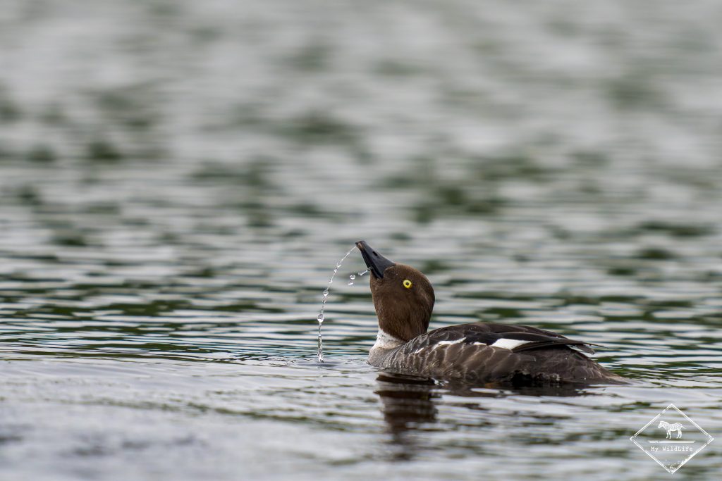 Garrot à oeil d'or, Finlande