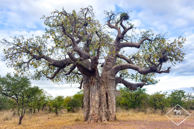 Baobab, Mapesu Game Reserve