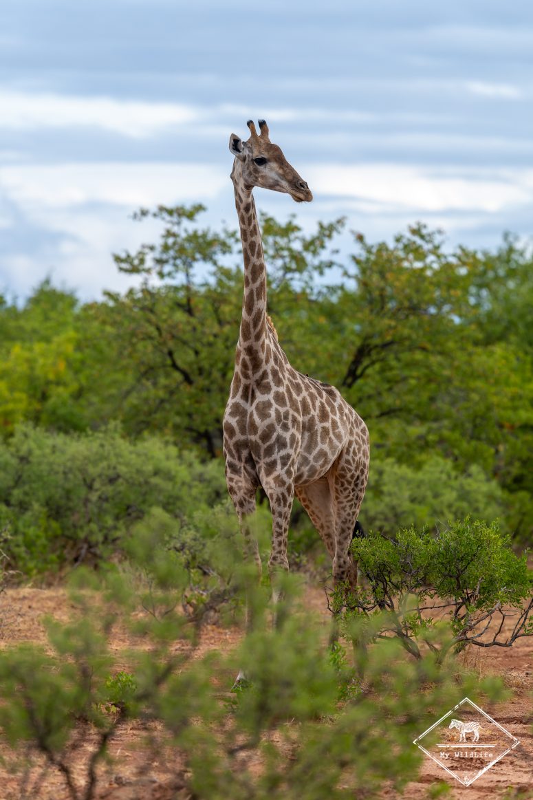 Girafe, Mapesu Game Reserve