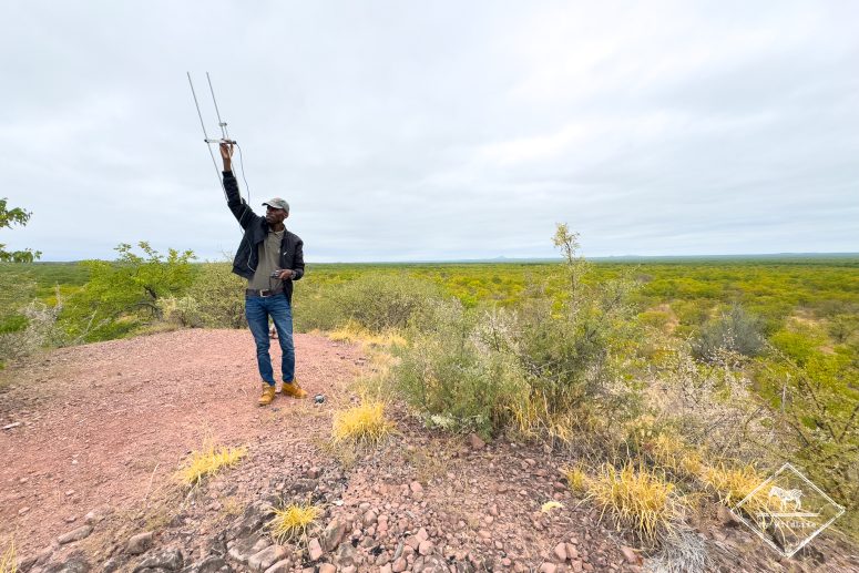 Tracking guépard, Mapesu Game Reserve