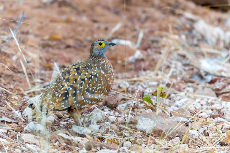 Ganga de Burchell, Mapesu Game Reserve