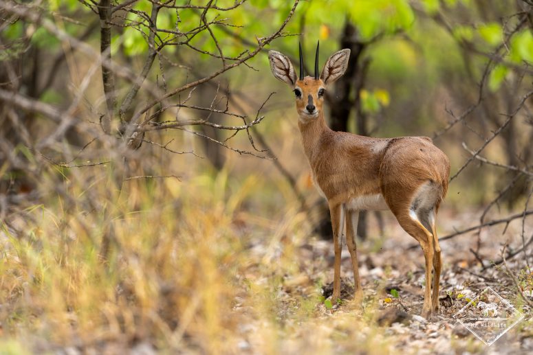 mapesugamereserve gregoryrohart 18