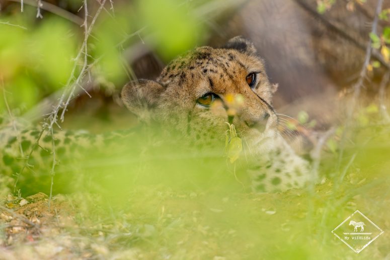 Guépard, Mapesu Game Reserve