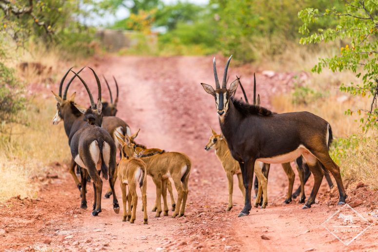Hippotrague noir, Mapesu Game Reserve