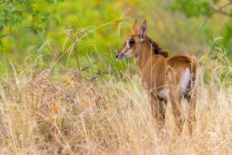 Hippotrague noir juvénile, Mapesu Game Reserve