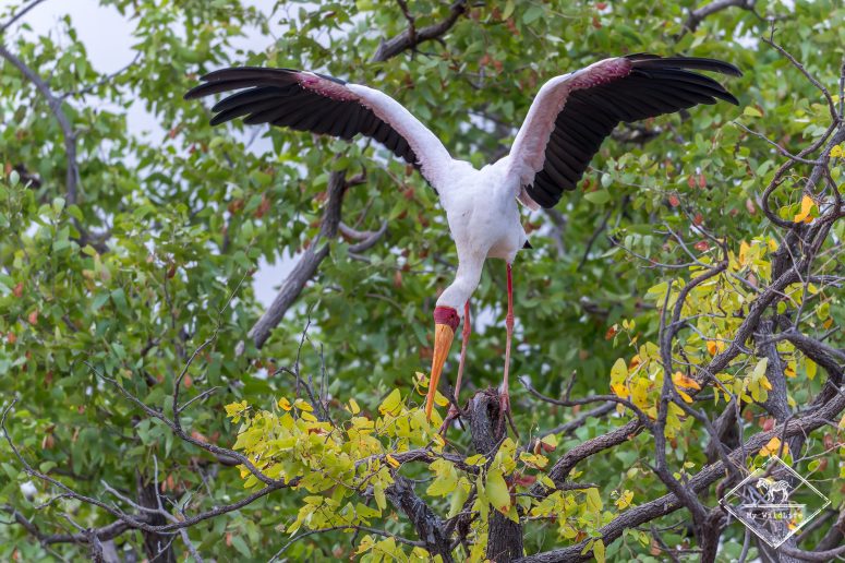 Tantale ibis, Mapesu Game Reserve