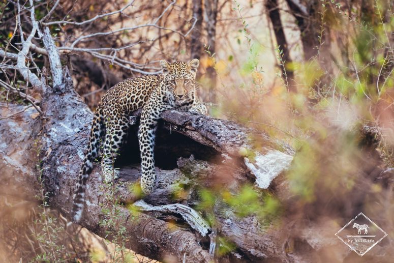 Léopard, Sabi Sand Game Reserve