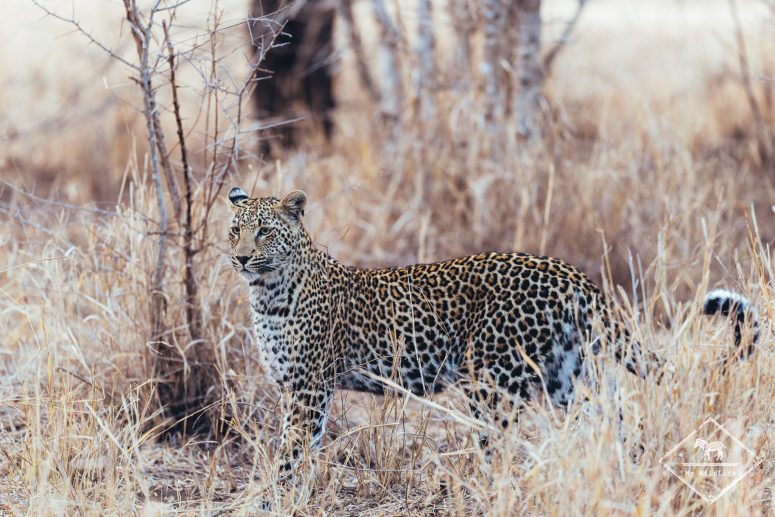 Léopard, Sabi Sand Game Reserve