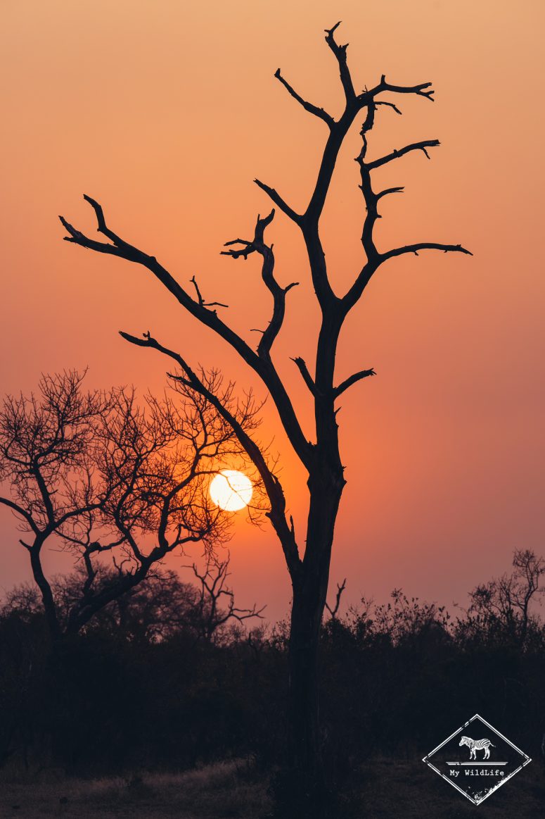 Sabi Sand Game Reserve