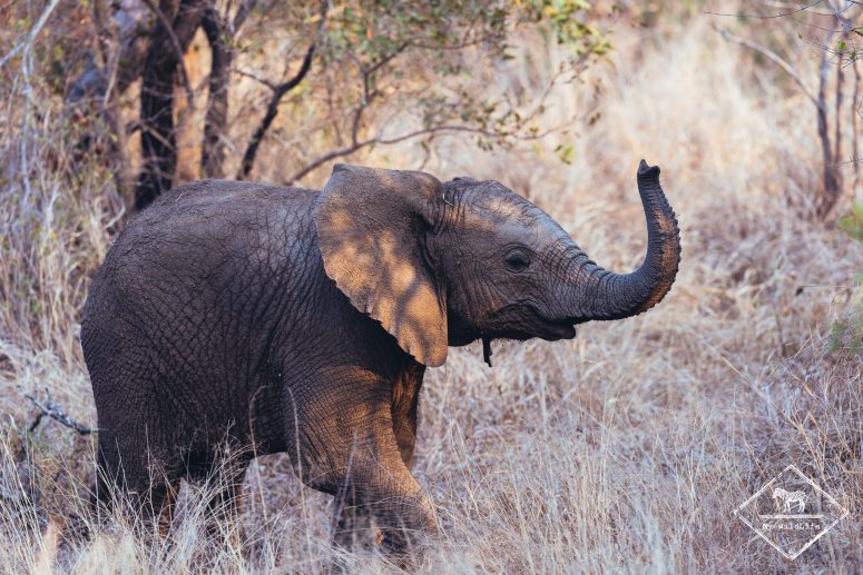 Eléphanteau, Sabi Sand Game Reserve