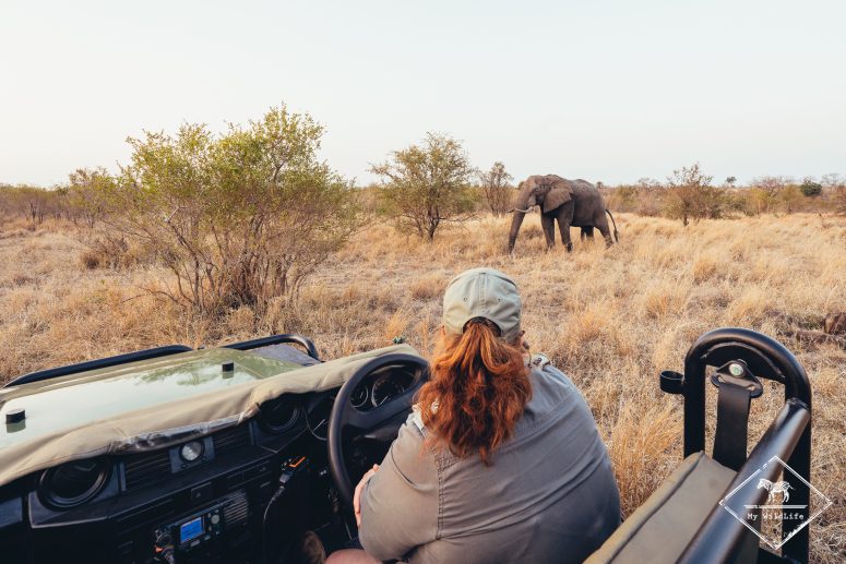 Safari avec l'Umkumbe Safari Lodge Riverside