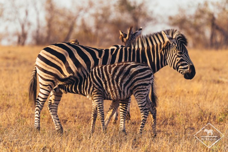 Zèbres des plaines, Sabi Sand Game Reserve