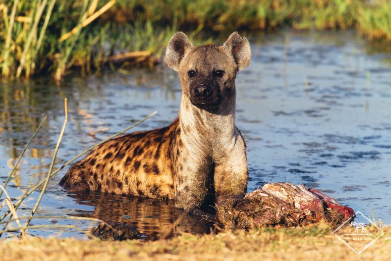 Hyène tachetée, Sabi Sand Game Reserve