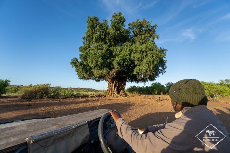 Mashatu Game Reserve