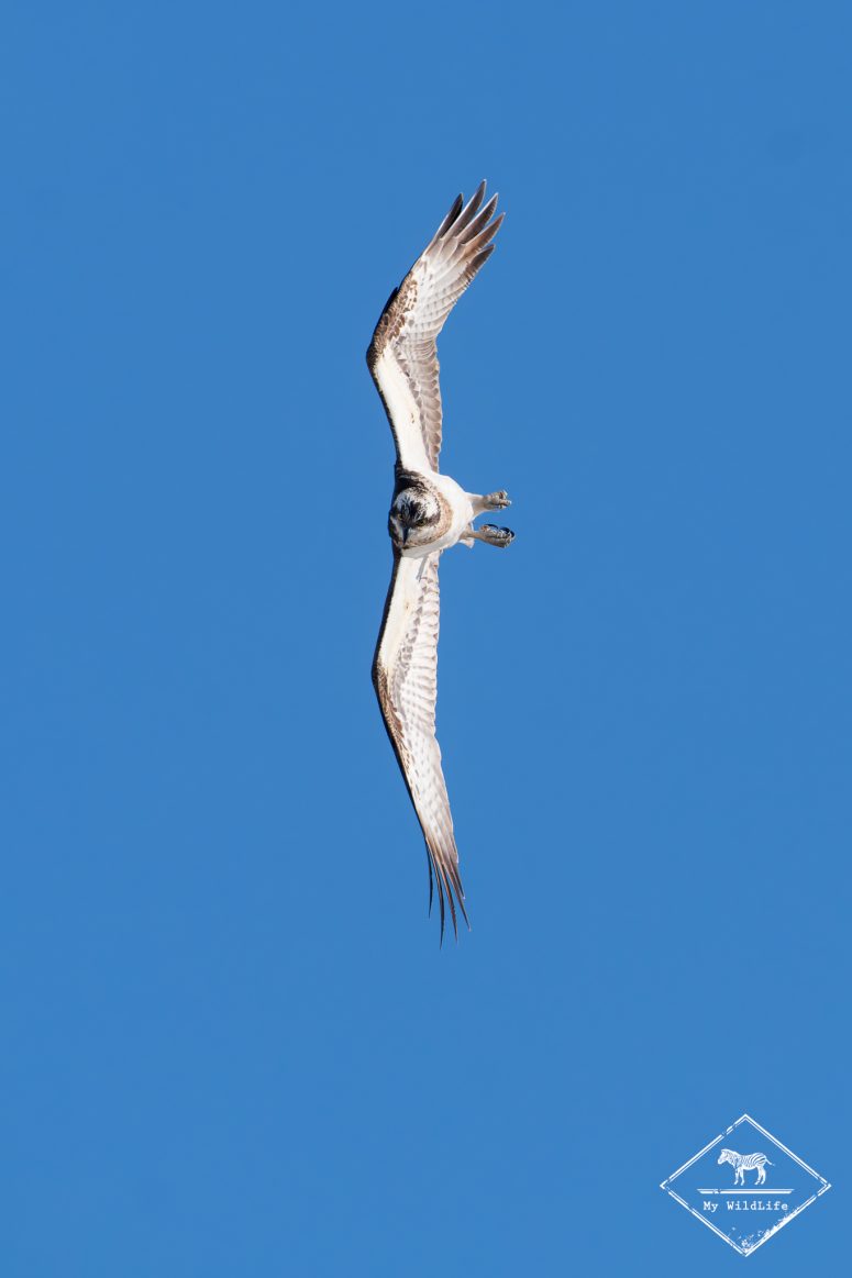 Affût Photo Balbuzard Pêcheur en Finlande