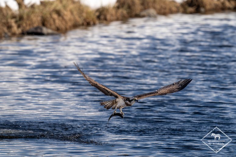 Pêche du balbuzard pêcheur