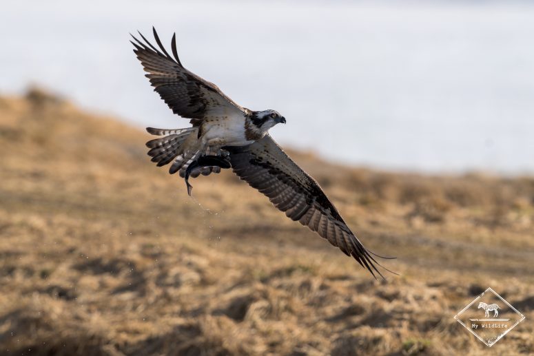 Balbuzard pêcheur, Finlande