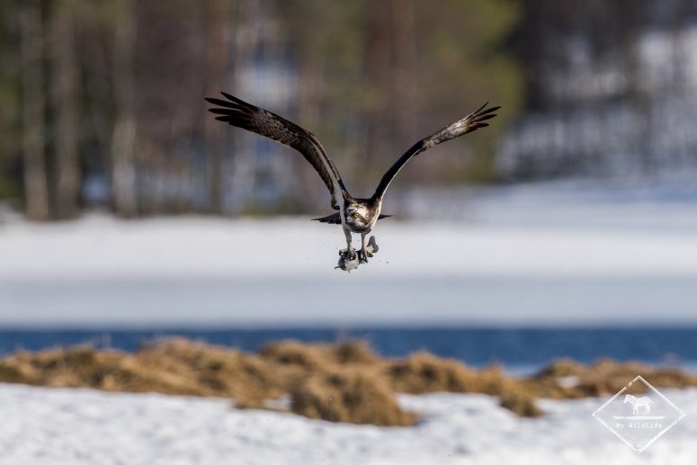 Balbuzard pêcheur, Finlande