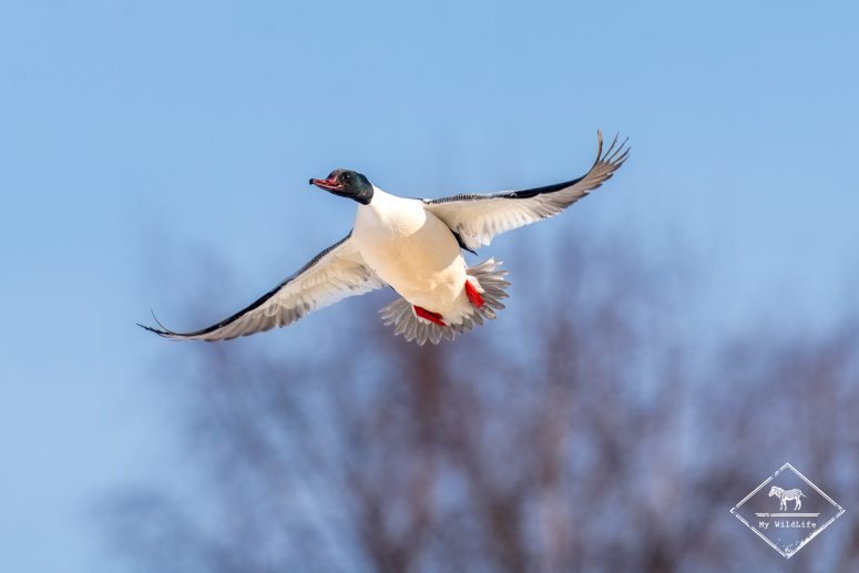 Harle bièvre, Finlande
