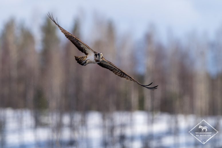 Balbuzard pêcheur, Finlande