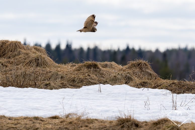 Hibou des marais, Finlande