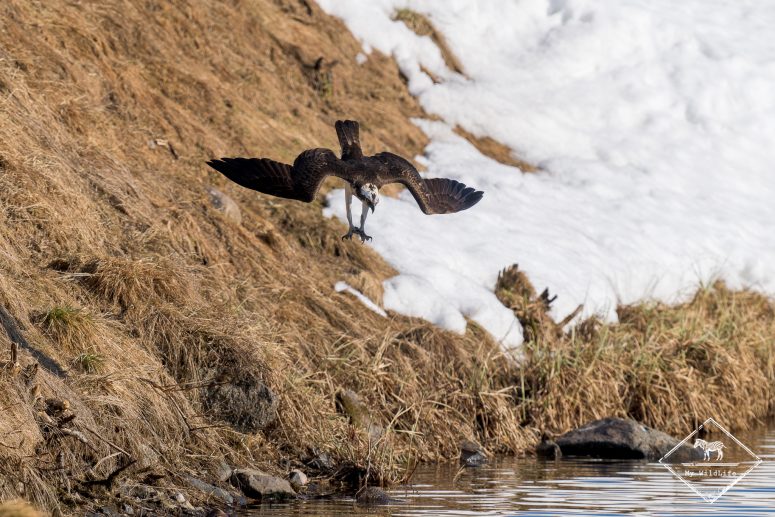 Affût Photo Balbuzard Pêcheur en Finlande