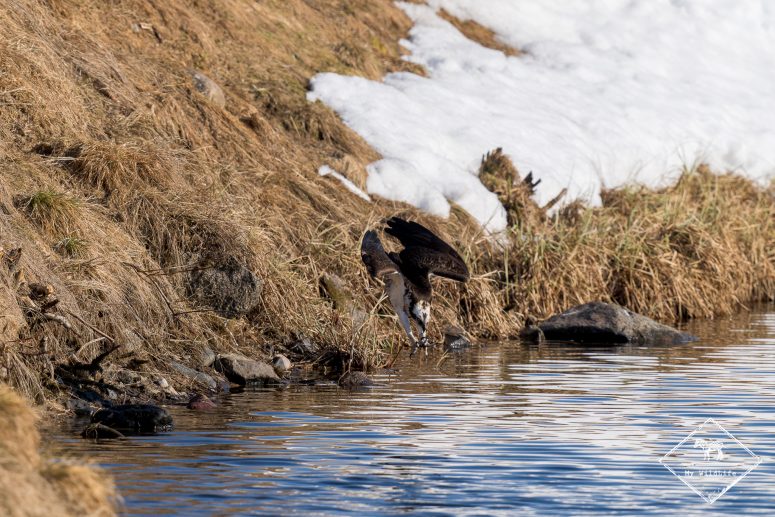 Affût Photo Balbuzard Pêcheur en Finlande