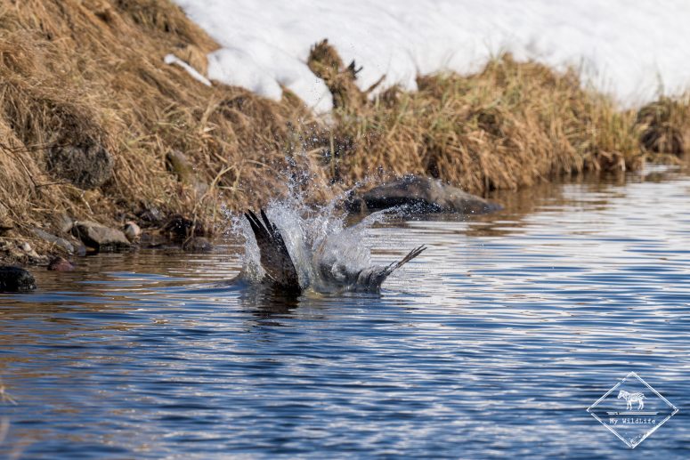 Affût Photo Balbuzard Pêcheur en Finlande