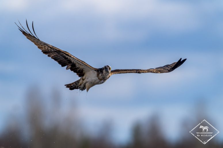 Balbuzard pêcheur, Finlande
