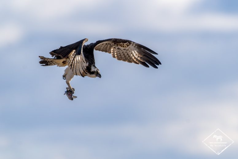 Balbuzard pêcheur, Finlande