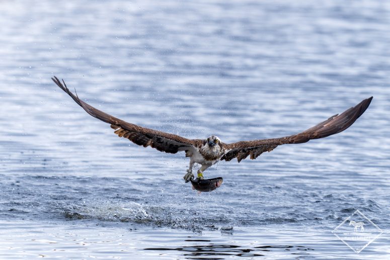 Pêche du balbuzard pêcheur
