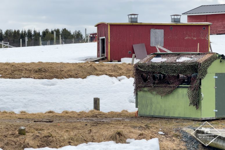 Affût Photo Balbuzard Pêcheur en Finlande