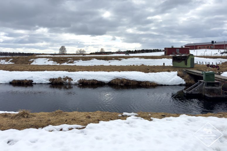 Affût Photo Balbuzard Pêcheur en Finlande