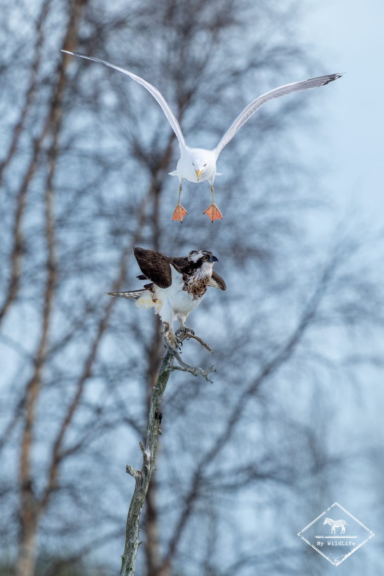 Goéland argenté et balbuzard pêcheur