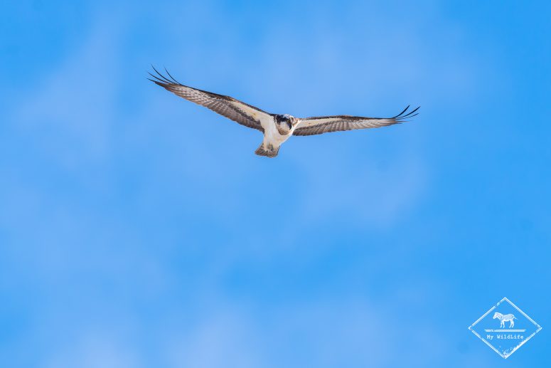 Balbuzard pêcheur, Finlande