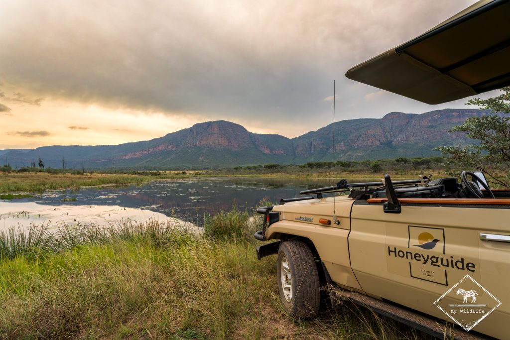 Safari dans la Entabeni Safari Conservancy (Afrique du Sud)