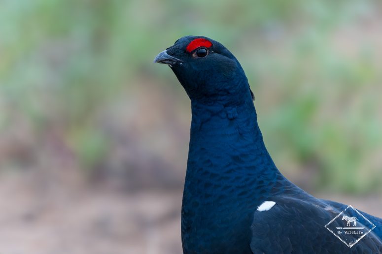 Tétras lyre, Finlande