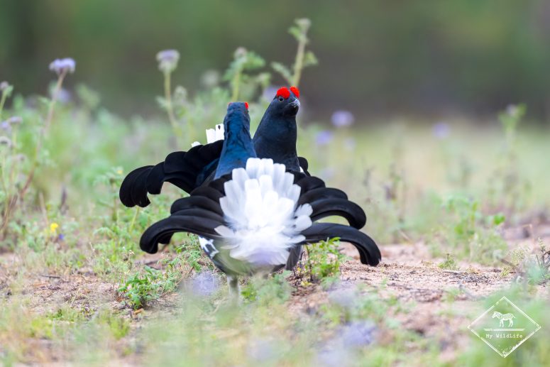 Tétras lyre, Finlande