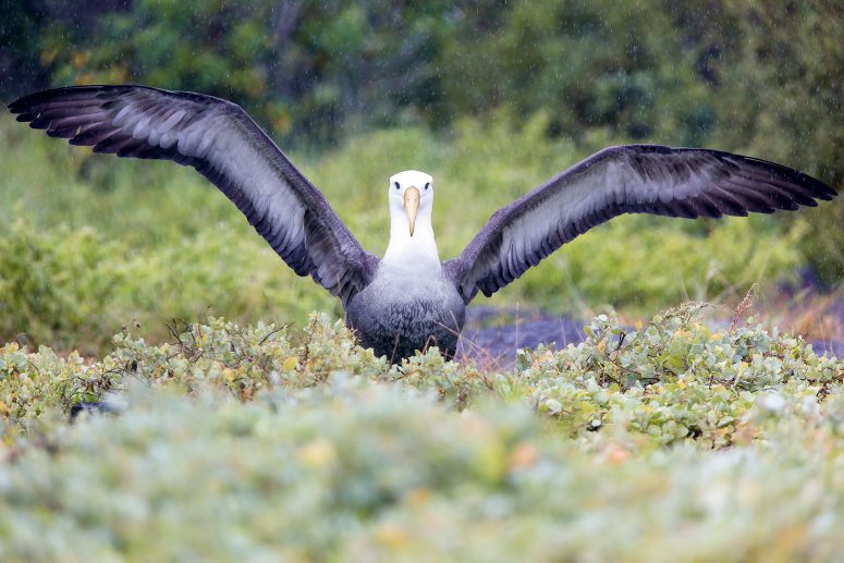 Albatros des Galàpagos © Arnaud Guerin