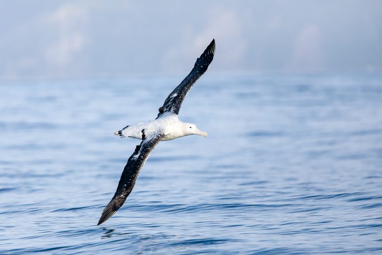Albatros royal © Arnaud Guerin