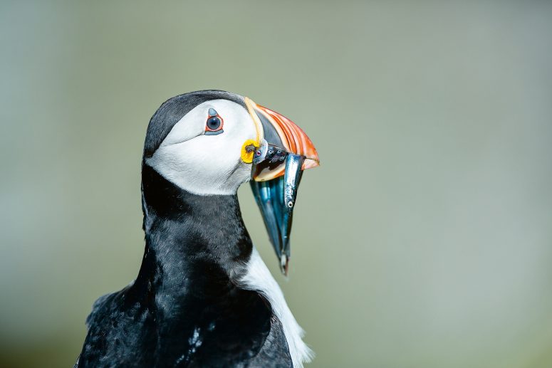 Macareux moine © Arnaud Guerin