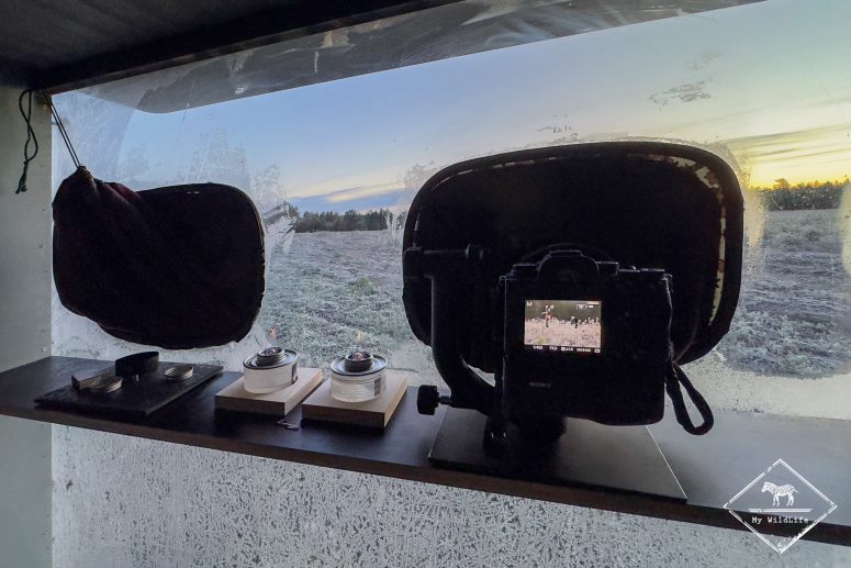 Affût tétras lyre près d'Oulu