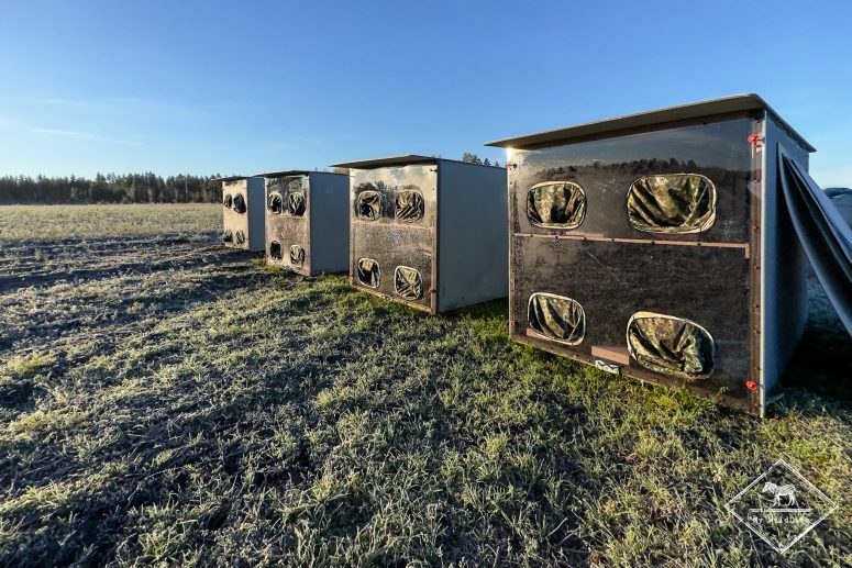 Affût tétras lyre près d'Oulu